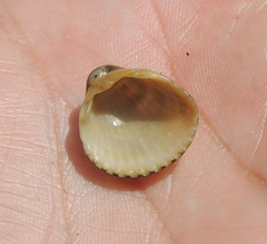 Cerastoderma glaucum