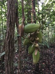 Passiflora contracta
