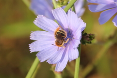 Eucerini