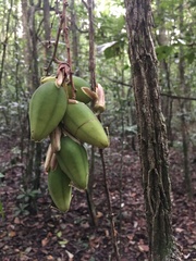 Passiflora contracta