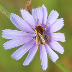 Eucerini