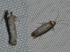 Pseudoswammerdamia combinella