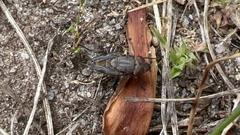 Calliphora stygia