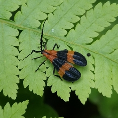 Calopteron divergens