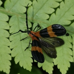 Calopteron divergens