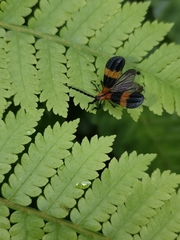 Calopteron divergens