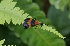 Calopteron divergens