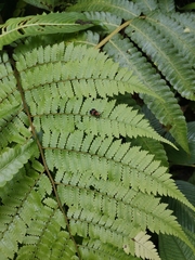 Calopteron divergens