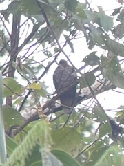 Phapitreron brunneiceps