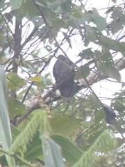 Phapitreron brunneiceps