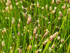 Eleocharis macrostachya
