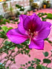 Bauhinia macranthera