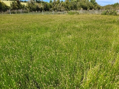 Eleocharis macrostachya