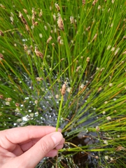 Eleocharis macrostachya