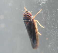 Tylozygus bifidus