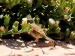 Anthus vaalensis