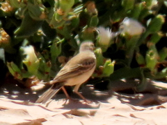 Anthus vaalensis