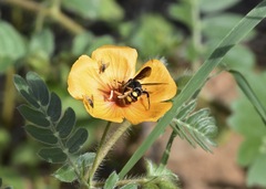 Phthiriinae