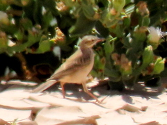 Anthus vaalensis