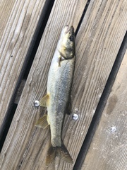 Ptychocheilus oregonensis