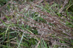 Schizachyrium littorale