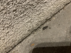 Melanophila consputa