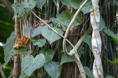 Philodendron hederaceum