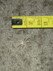 Arachosia praesignis