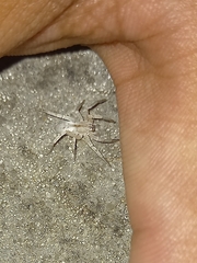 Arachosia praesignis