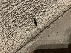 Melanophila consputa