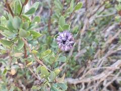 Globularia alypum