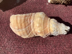 Triplofusus giganteus