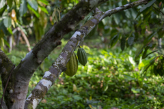 Theobroma cacao