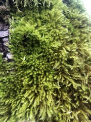 Homalothecium fulgescens