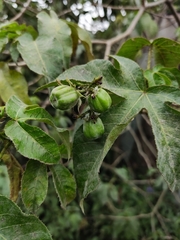 Jatropha
