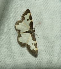 Lomaspilis marginata