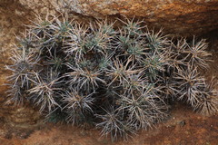 Othonna euphorbioides