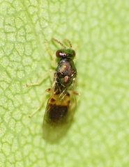 Eulophus