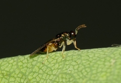 Eulophus