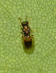 Eulophus