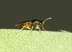 Eulophus