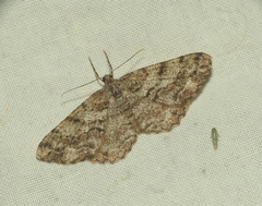 Peribatodes secundaria