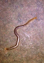 Geophilus carpophagus