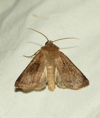 Chersotis cuprea