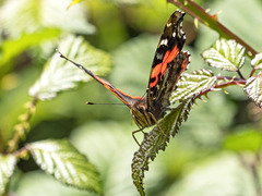 Vanessa vulcania