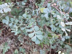 Coronilla valentina glauca