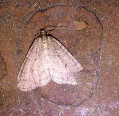Operophtera brumata