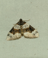 Cosmorhoe ocellata