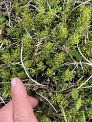 Baccharis magellanica