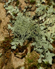 Usnea subfloridana